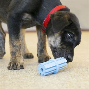 Kong Puppy Theething stick Azul