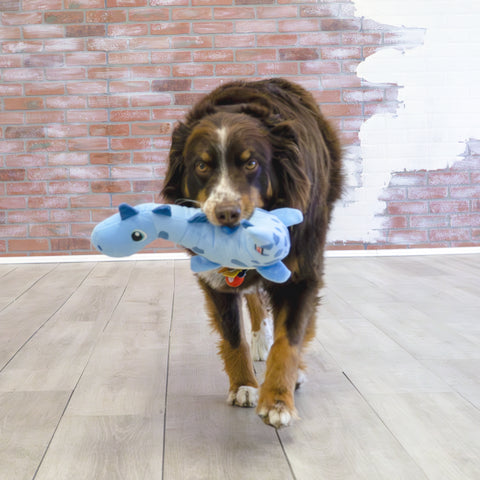 Dynos Roars Blue