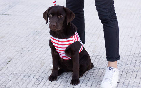 Conjunto Miss Sailor
